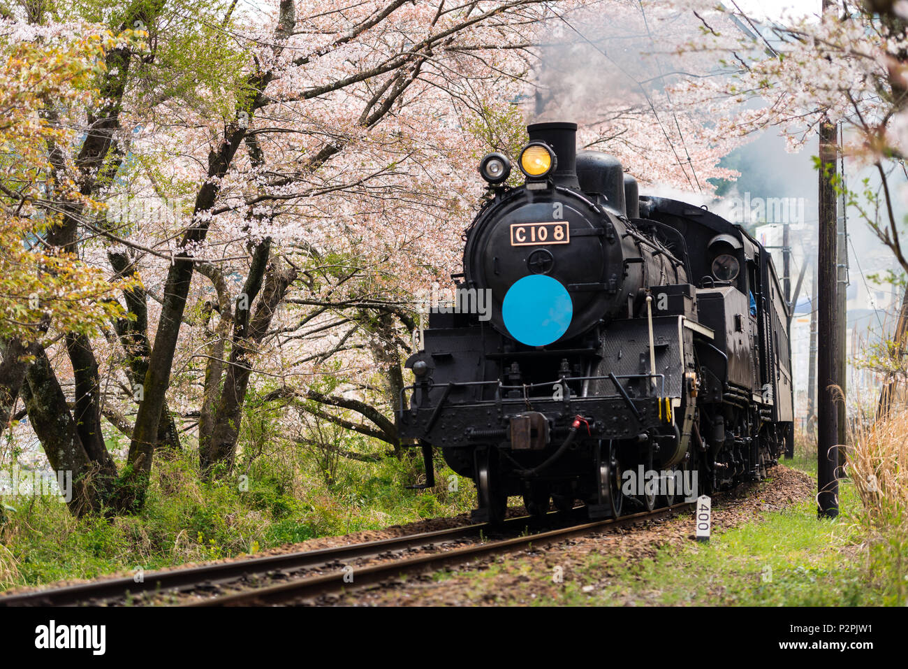 Steam locomotive train on railway passing through cherry blossom tunnel Stock Photo