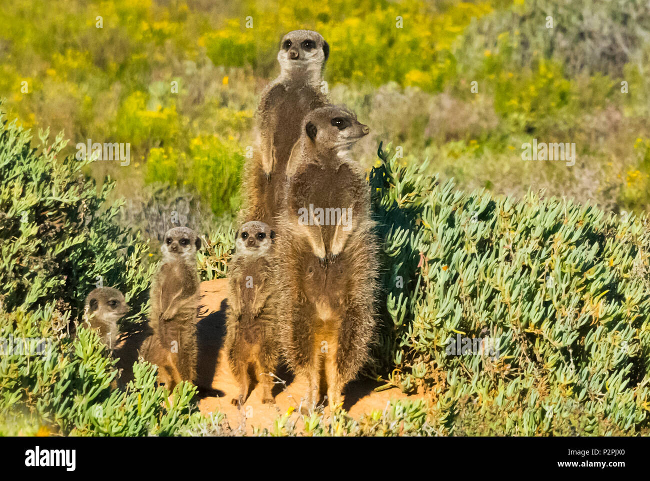 Meerkat family, Western Cape Province, South Africa Stock Photo