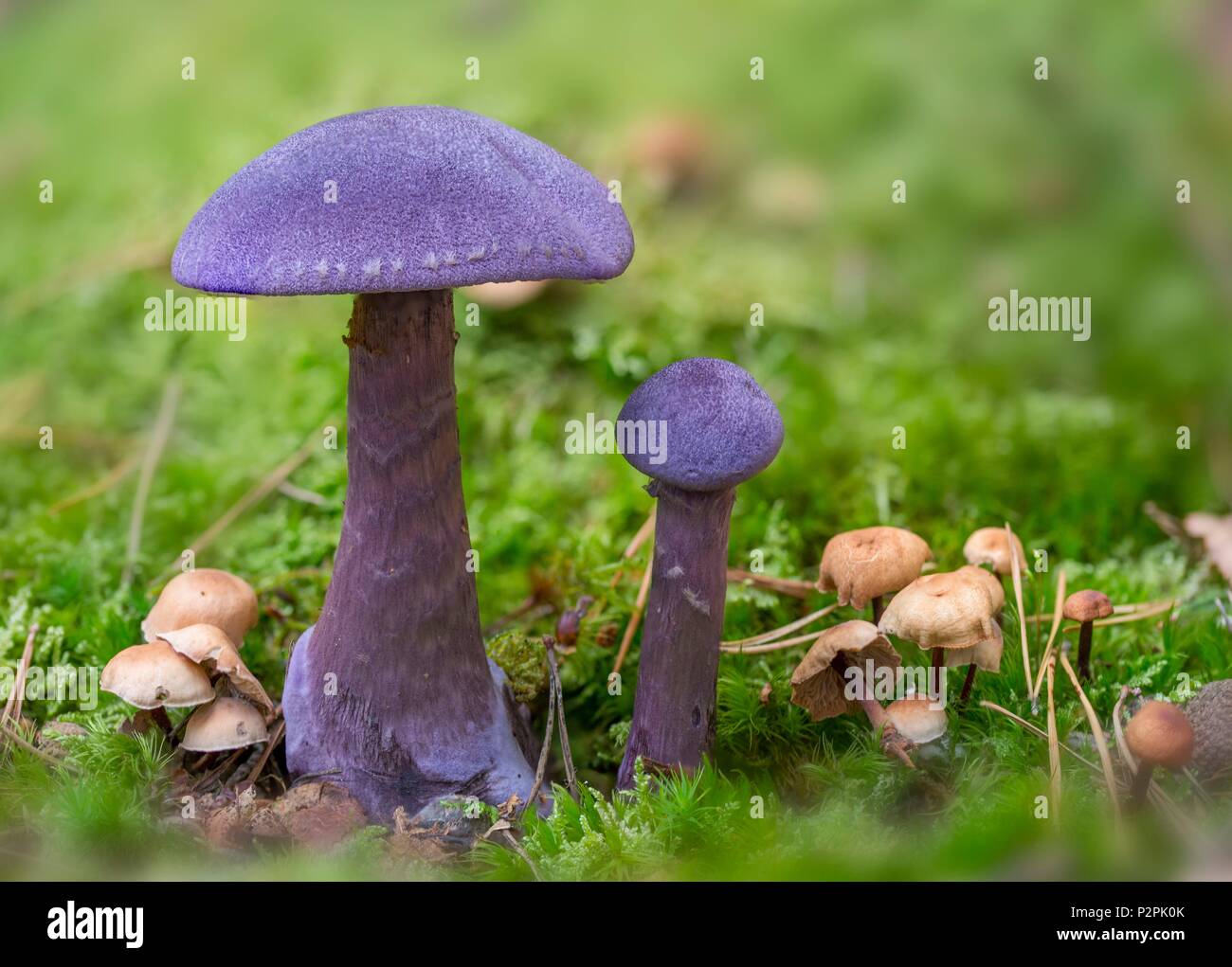 France, Normandy, violet webcap or violet cort (Cortinarius violaceus) Stock Photo