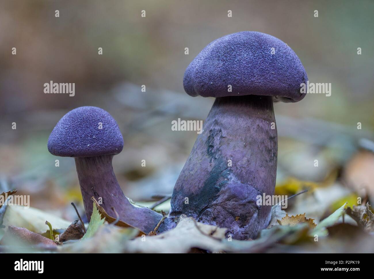 France, Normandy, violet webcap or violet cort (Cortinarius violaceus) Stock Photo