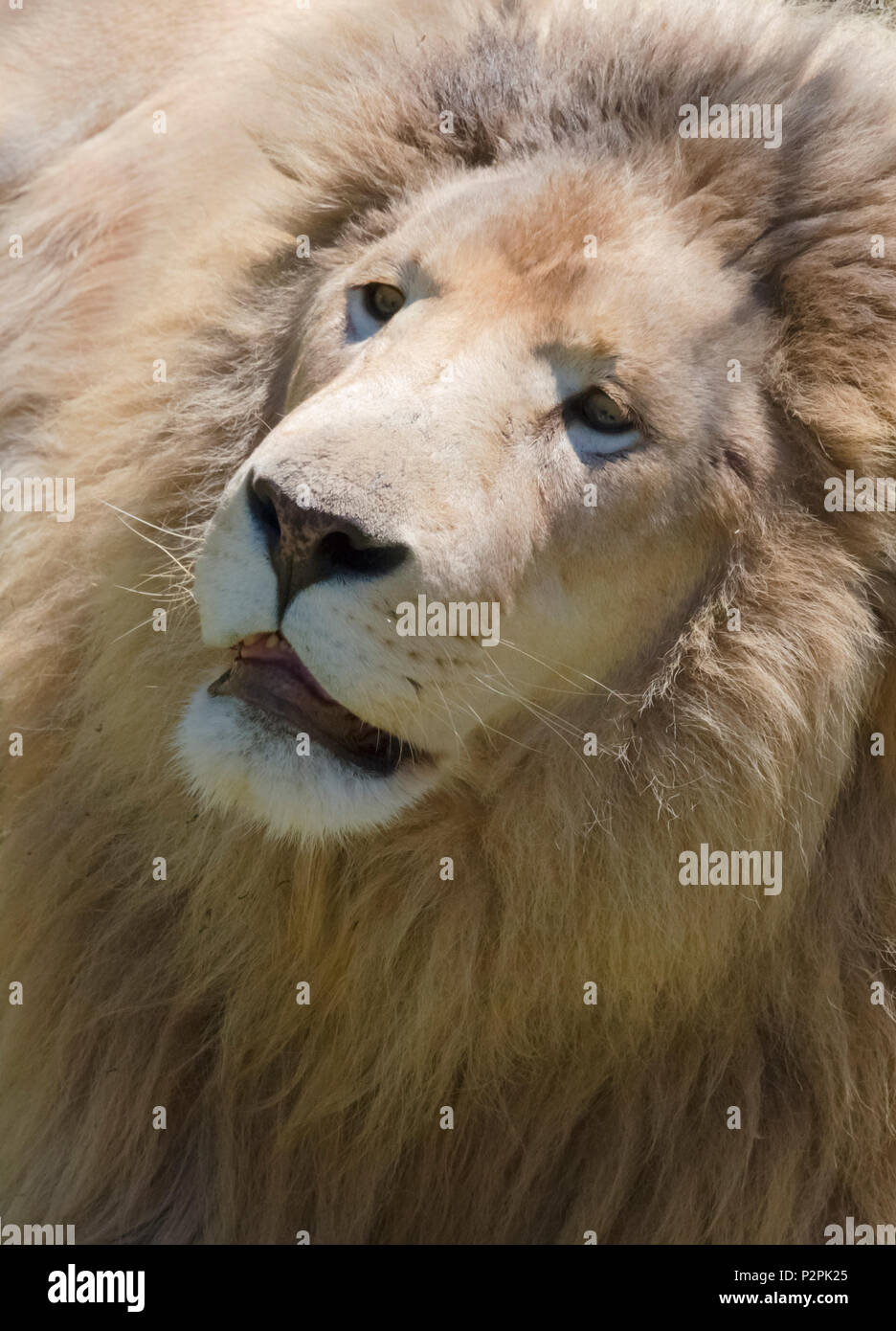 Lion, Western Cape Province, South Africa Stock Photo