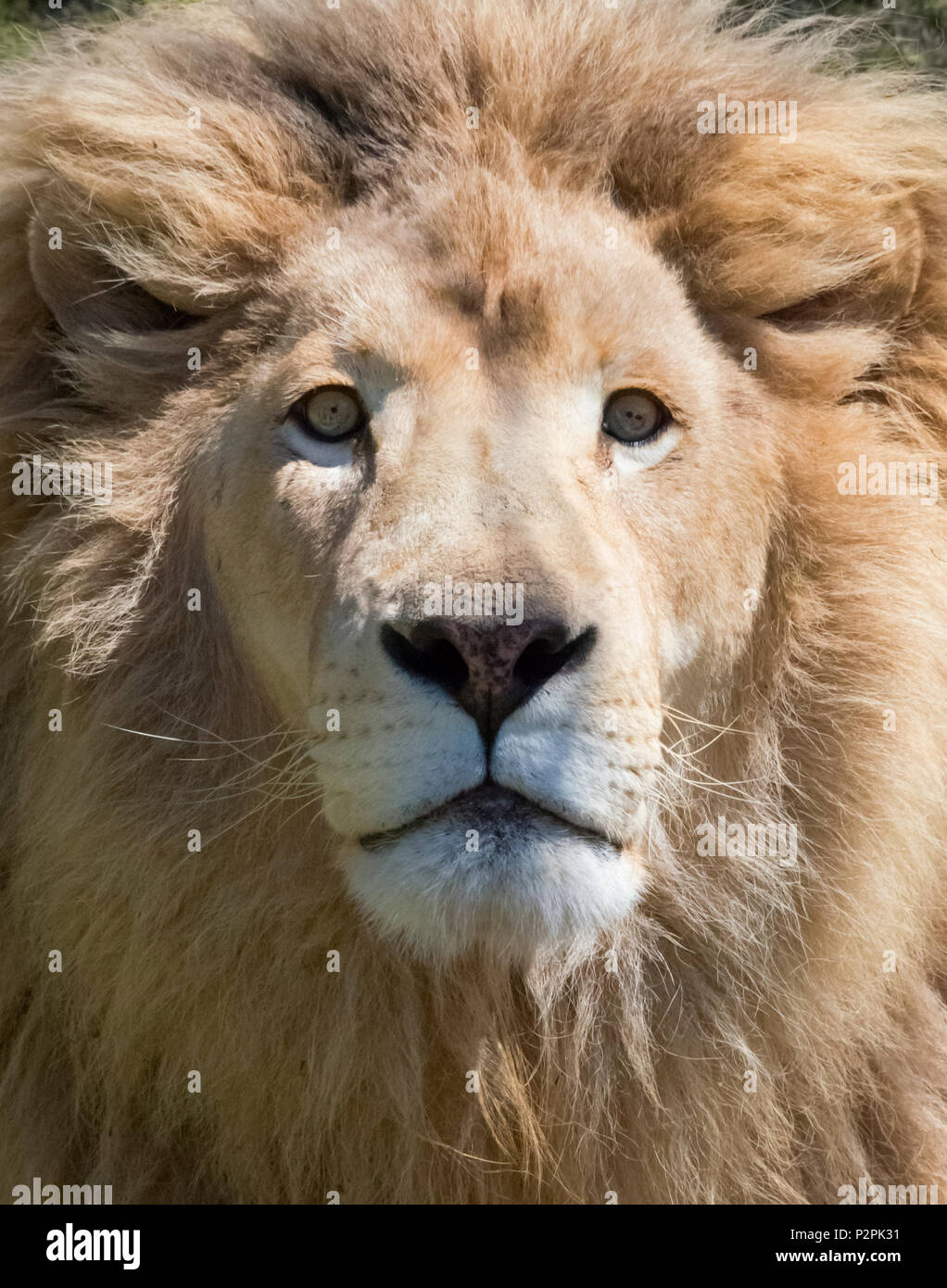 Lion, Western Cape Province, South Africa Stock Photo