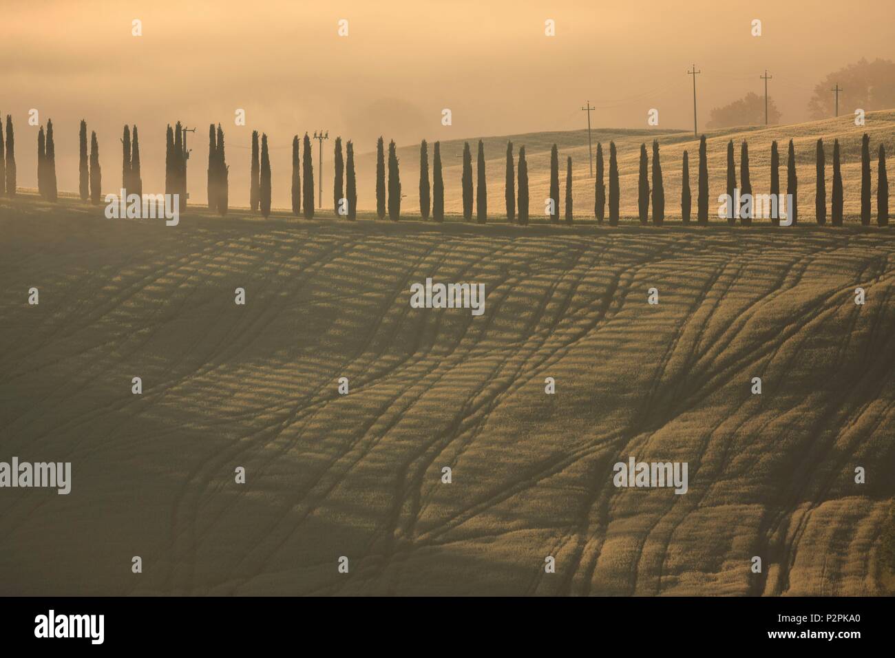 Italy, Tuscany, cypress alley in the fog, in the heart of Val d'Orcia, listed as World Heritage by UNESCO Stock Photo