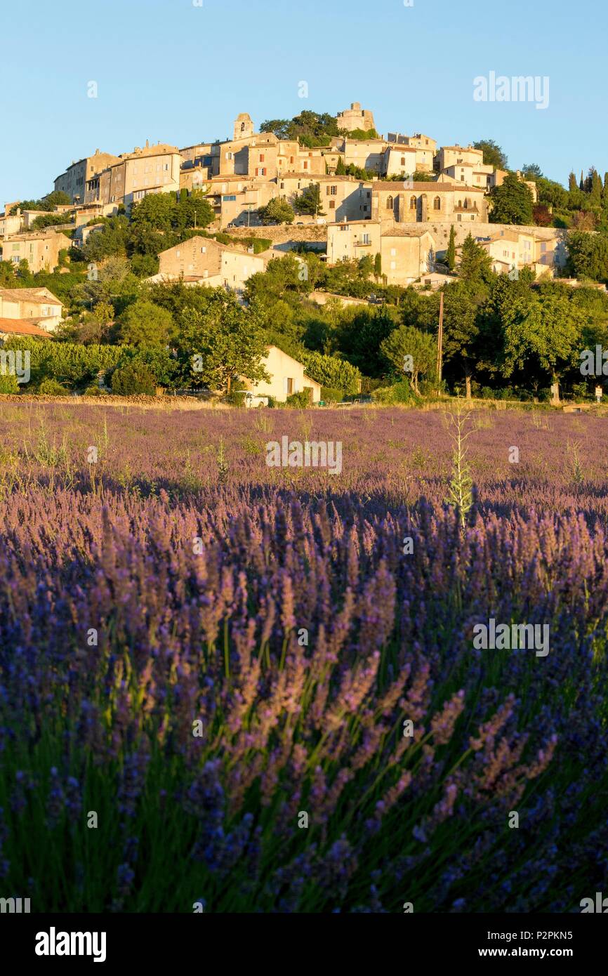 Simiane La Rotonde Alpes De Haute Provence The Village Of Simiane La Rotonde In Summer With Lavender Fields Alpes De Hautes Provence Alps France Stock Photo Alamy