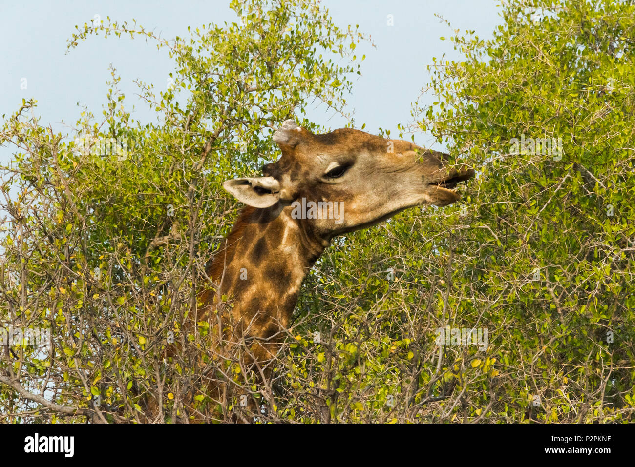 Giraffe, Etosha National Park, Oshikoto Region, Namibia Stock Photo