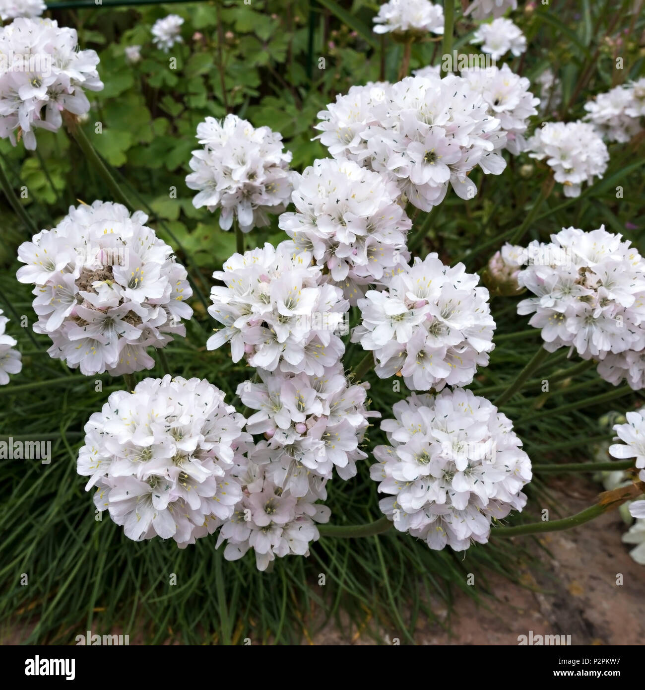White sea thrift Armeria maritima 'Alba' flowers closeup growing in Leicestershire garden, UK. Stock Photo