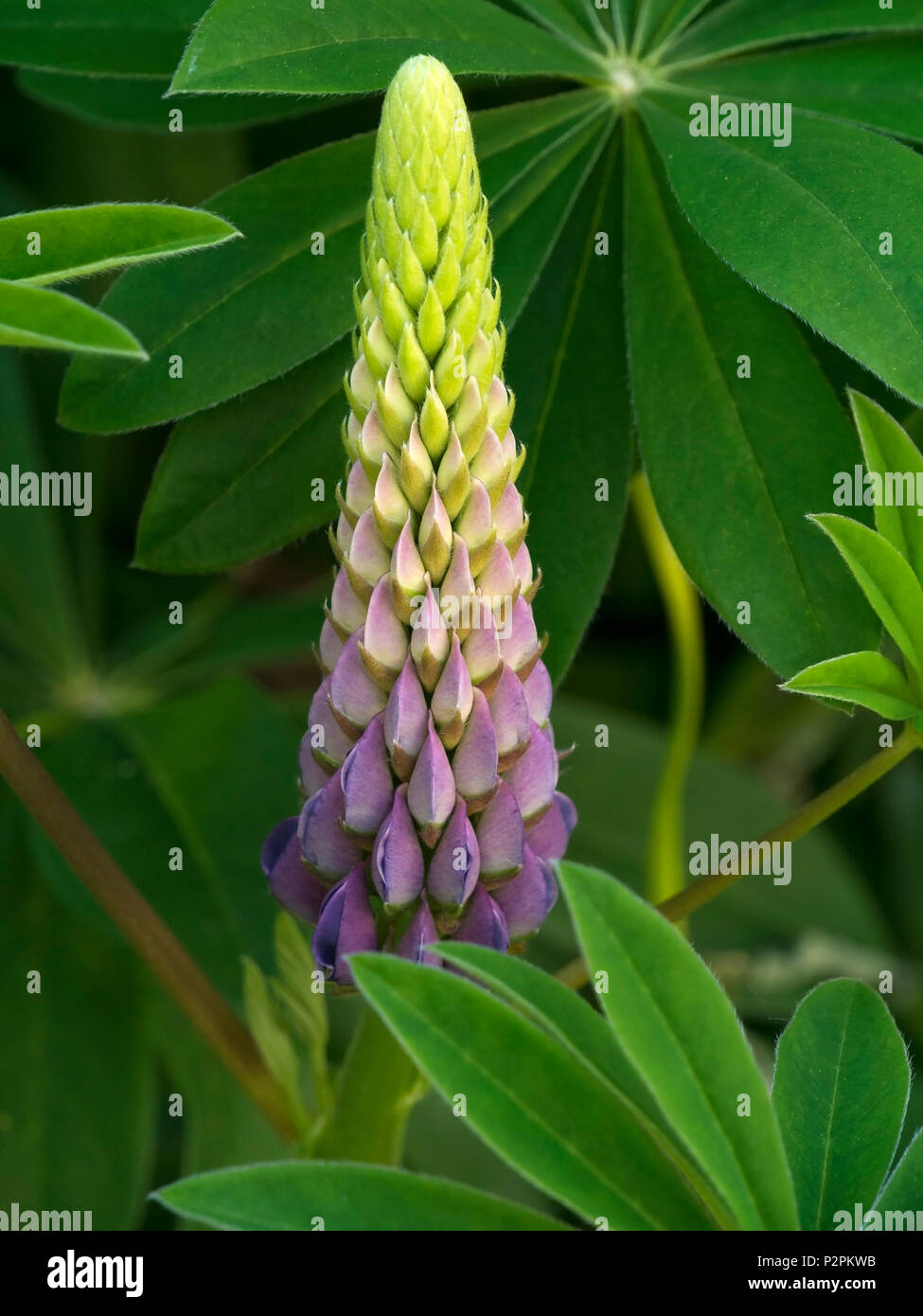 Closeup of single Lupin flower spur in English garden, Leicestershire, UK Stock Photo