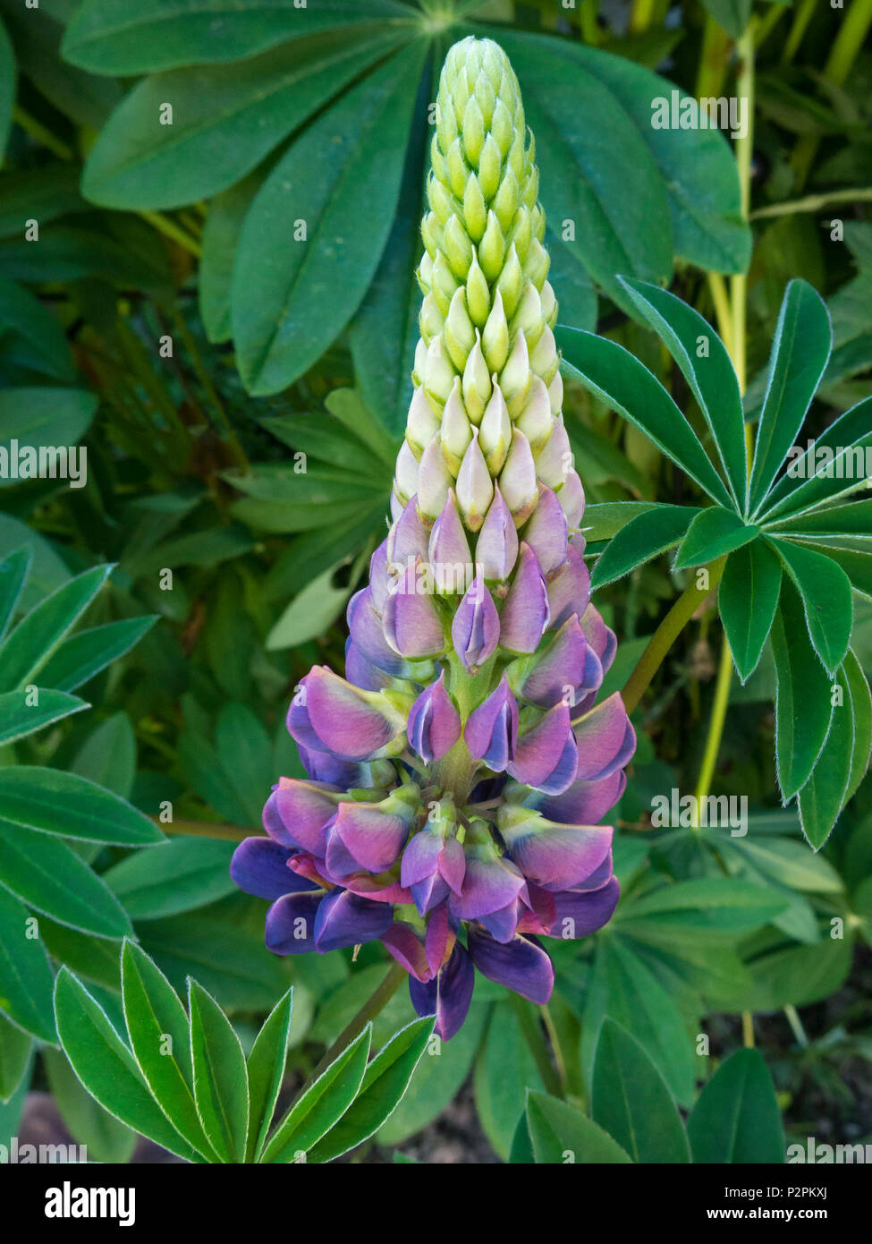 Lupin flower hi-res stock photography and images - Alamy