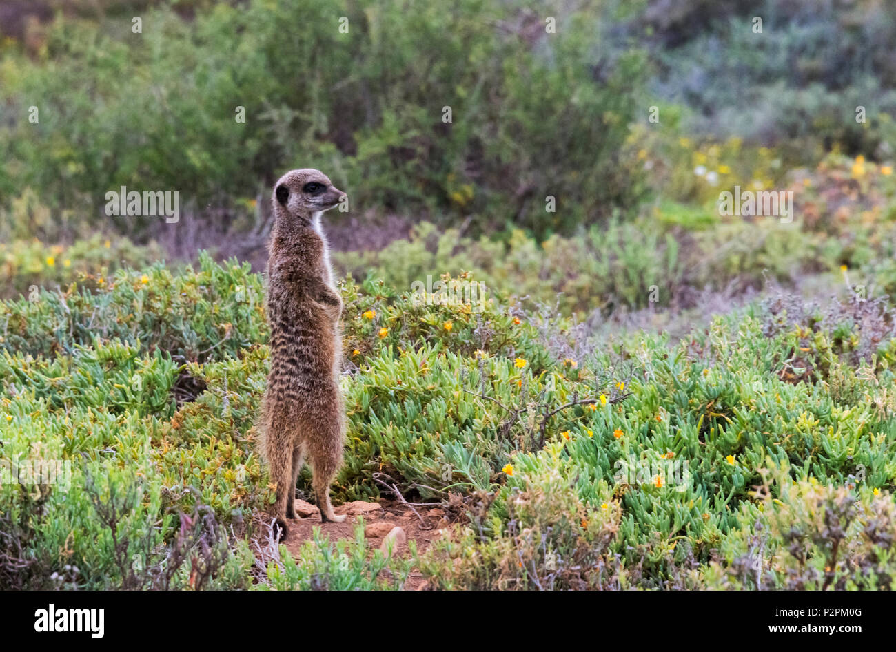 Meerkat, Western Cape Province, South Africa Stock Photo