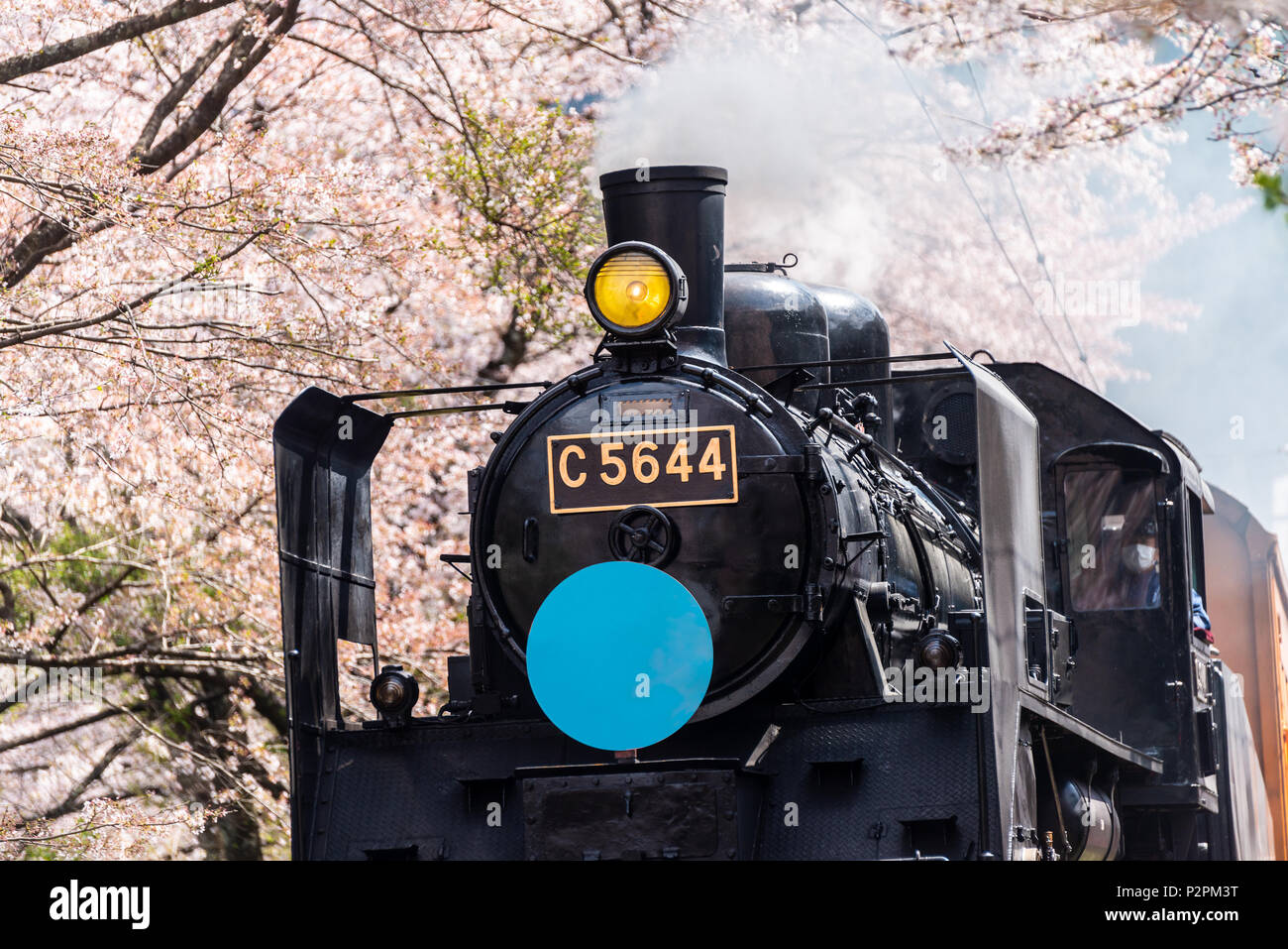 Steam locomotive train on railway passing through cherry blossom tunnel Stock Photo
