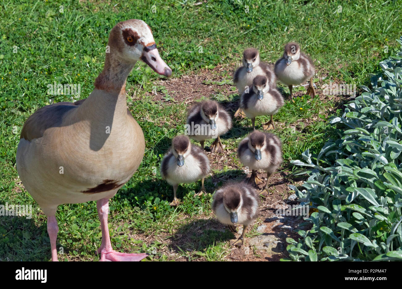 Egyptian geese, mother with ducklings, Knysna, Western Cape Province, South Africa Stock Photo
