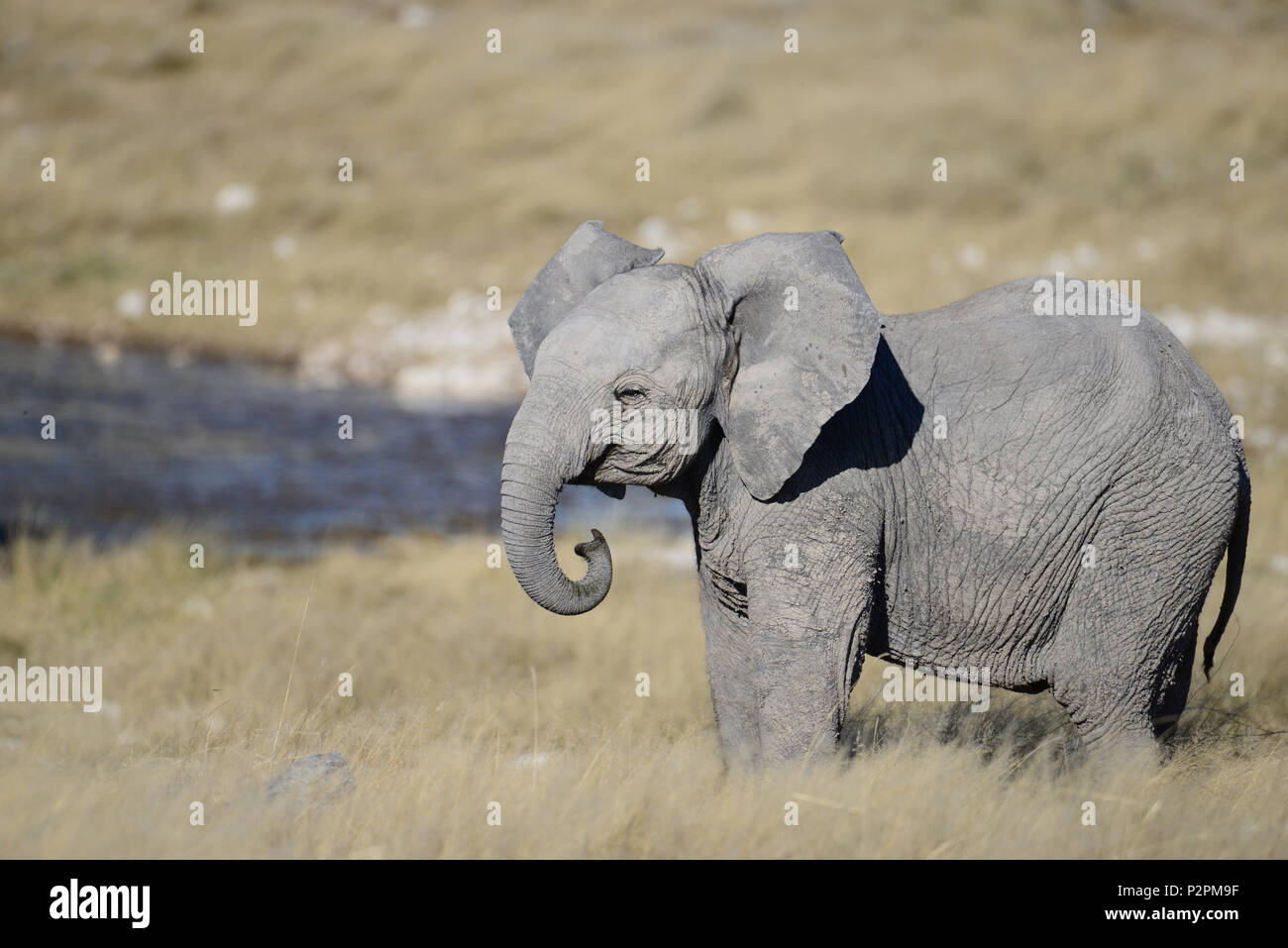 A lovely baby elephant stands in the grass on the savanna, by a waterhole, in Etosha National Park.  S/he has curled trunk and ears out. Stock Photo