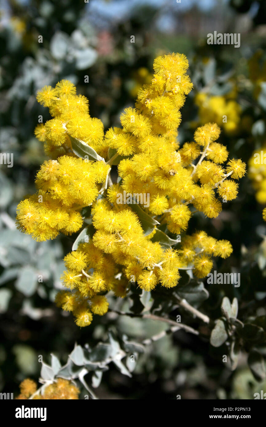 Close up of Acacia podalyriifolia (commonly known as Queensland Silver Wattle or Pearl acacia) blossom Stock Photo