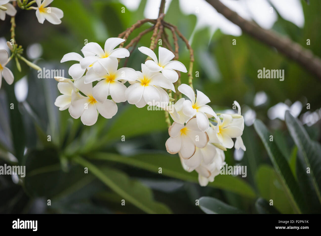 Plumeria (frangipani). This is a national Thai flower. Thailand Stock Photo