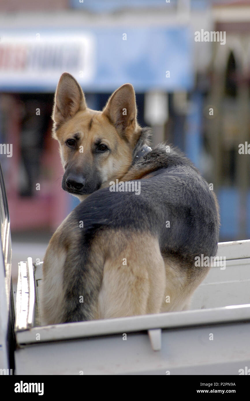 how much is a german shepherd puppy in australia