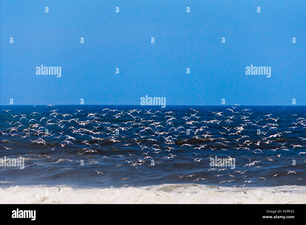 Seagulls on Skeleton Coast of South Atlantic Ocean, Cape Cross, Erongo Region, Namibia Stock Photo