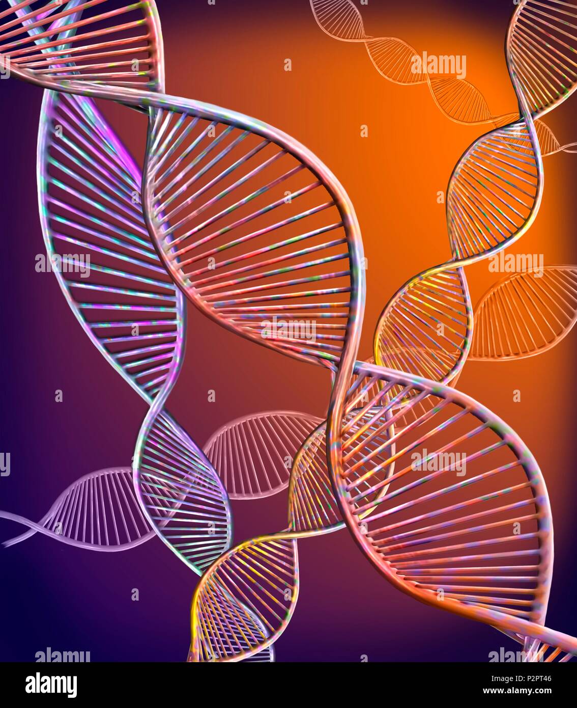 DNA strands. Computer illustration showing the structure of double stranded DNA (deoxyribonucleic acid) molecules. DNA is composed of two strands twisted into a double helix. Each strand consists of a sugar-phosphate backbone (curved) attached to nucleotide bases. There are four bases: adenine, cytosine, guanine and thymine. DNA contains sections called genes that encode the body's genetic information. Stock Photo