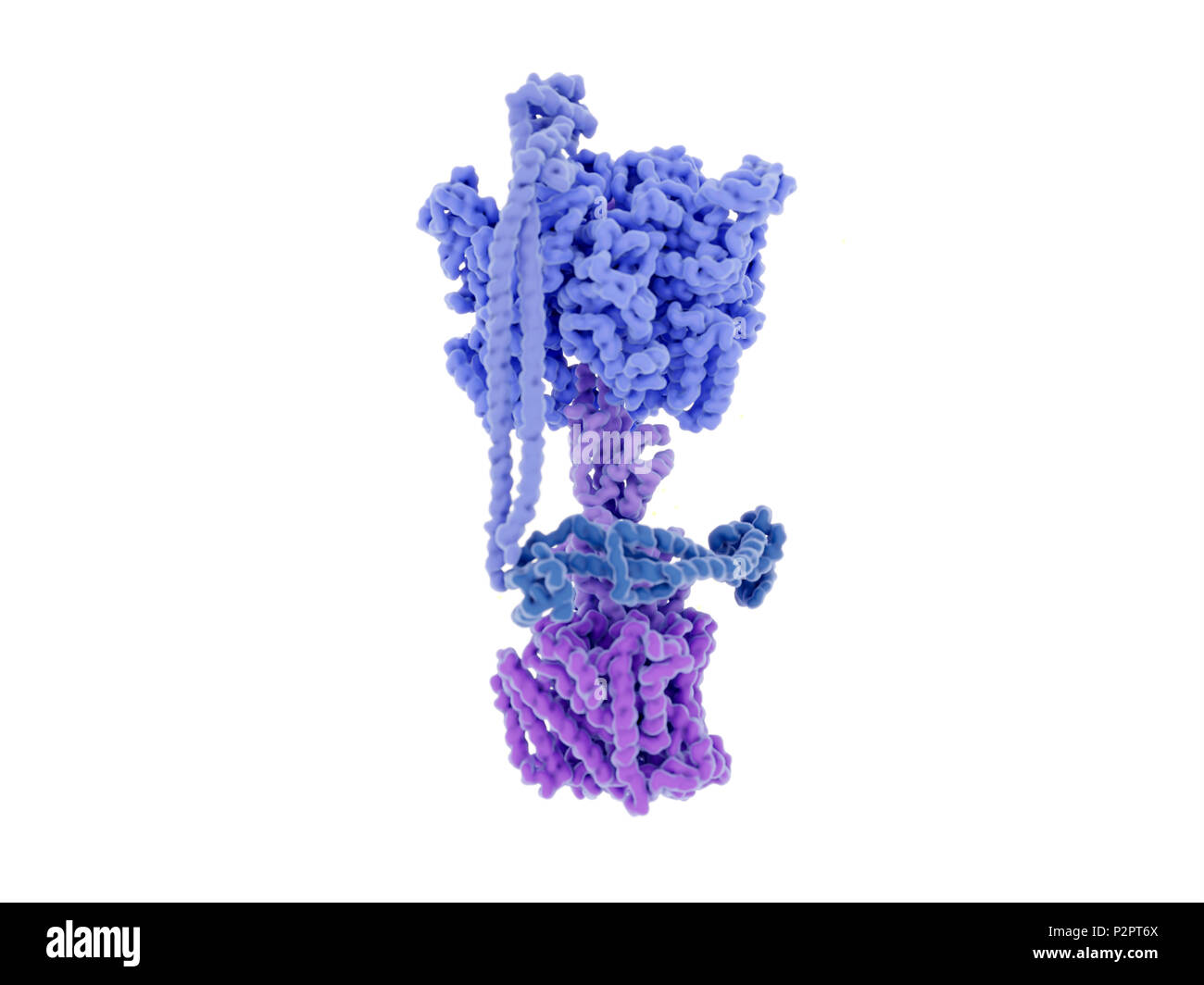 ATP synthase enzyme complex. Illustration of the enzyme complex that drives the synthesis of the energy-carrying molecule ATP (adenosine triphosphate). Known as ATP synthase, this enzyme complex is found embedded in the mitochondrial inner membrane (not shown). The lower part (purple) is a channel through which protons (H+) move. The upper part (blue) is where ATP synthesis takes place. The protein complex rotates as ATP is synthesised and protons move through the channels. ATP is formed from a reaction between ADP (adenosine diphosphate) and inorganic phosphate (Pi). The detailed structural Stock Photo