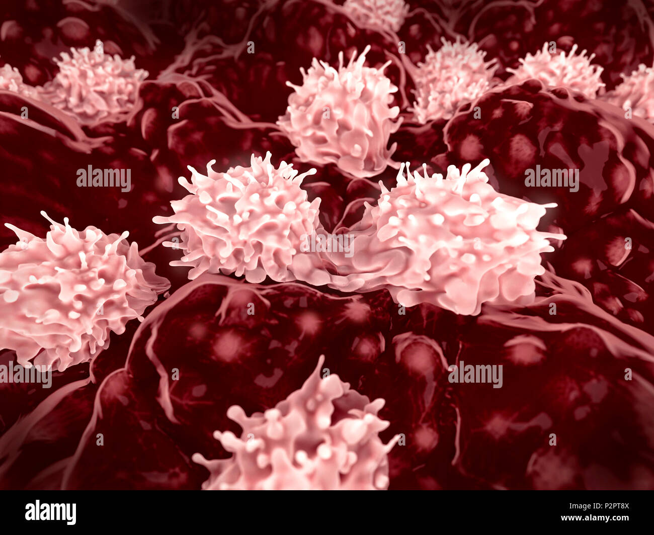 Stem cells dividing in bone marrow, illustration. Bone marrow stem