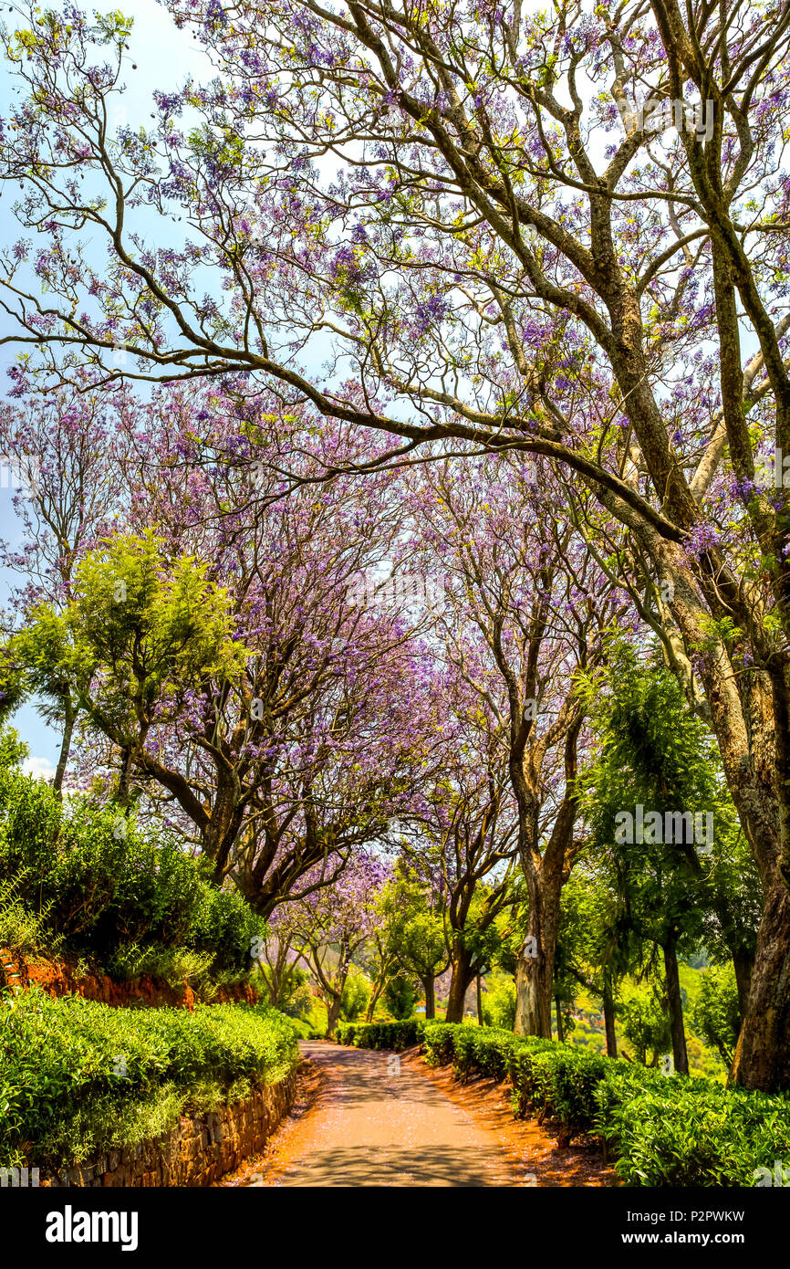 Colorful flower tree alley between Coonoor tea estates, Tamil Nadu, India Stock Photo