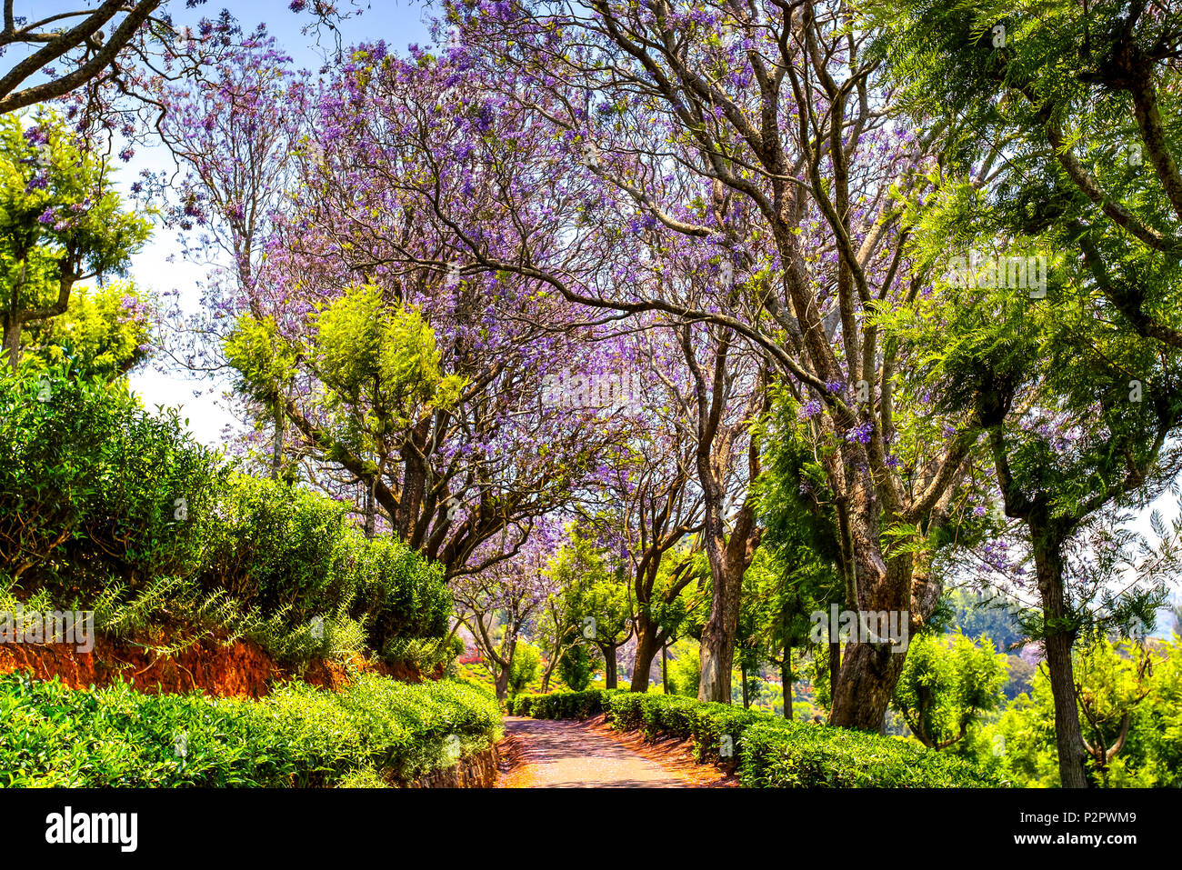 Colorful flower tree alley between Coonoor tea estates, Tamil Nadu, India Stock Photo