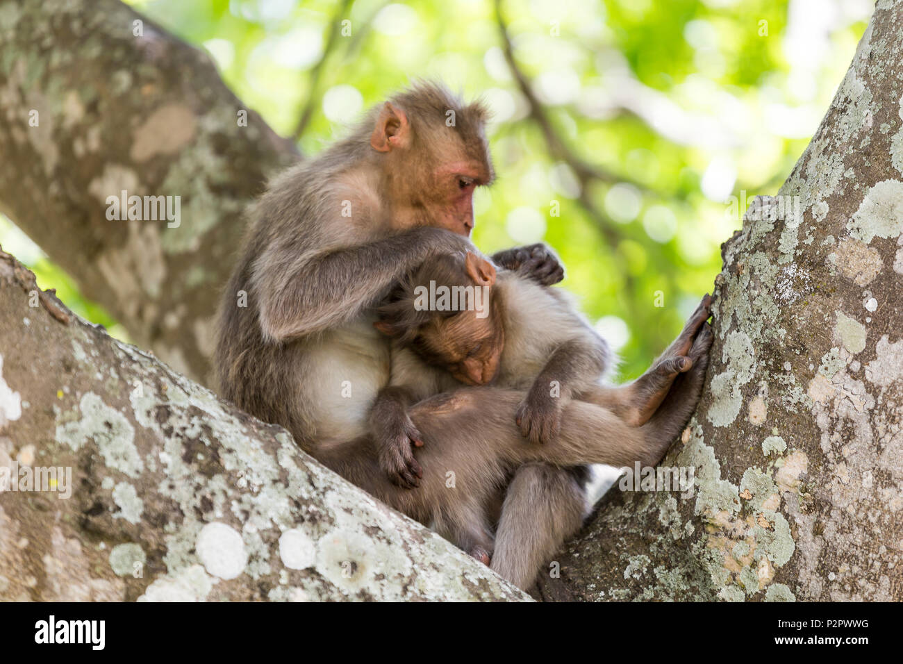 Bonnet macaque family (Macaca radiata) grooming and tendering each other. Bandipur National Park, Karnataka, India Stock Photo