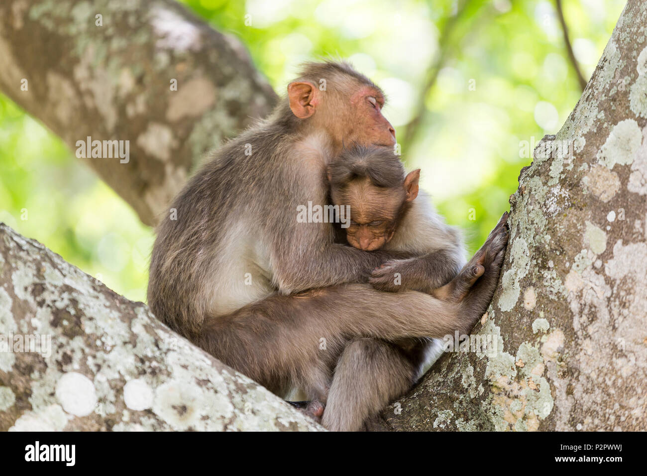 Bonnet macaque family (Macaca radiata) grooming and tendering each other. Bandipur National Park, Karnataka, India Stock Photo