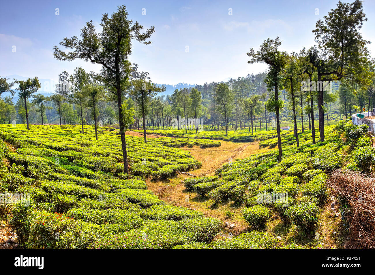 Valparai tea estate hires stock photography and images Alamy