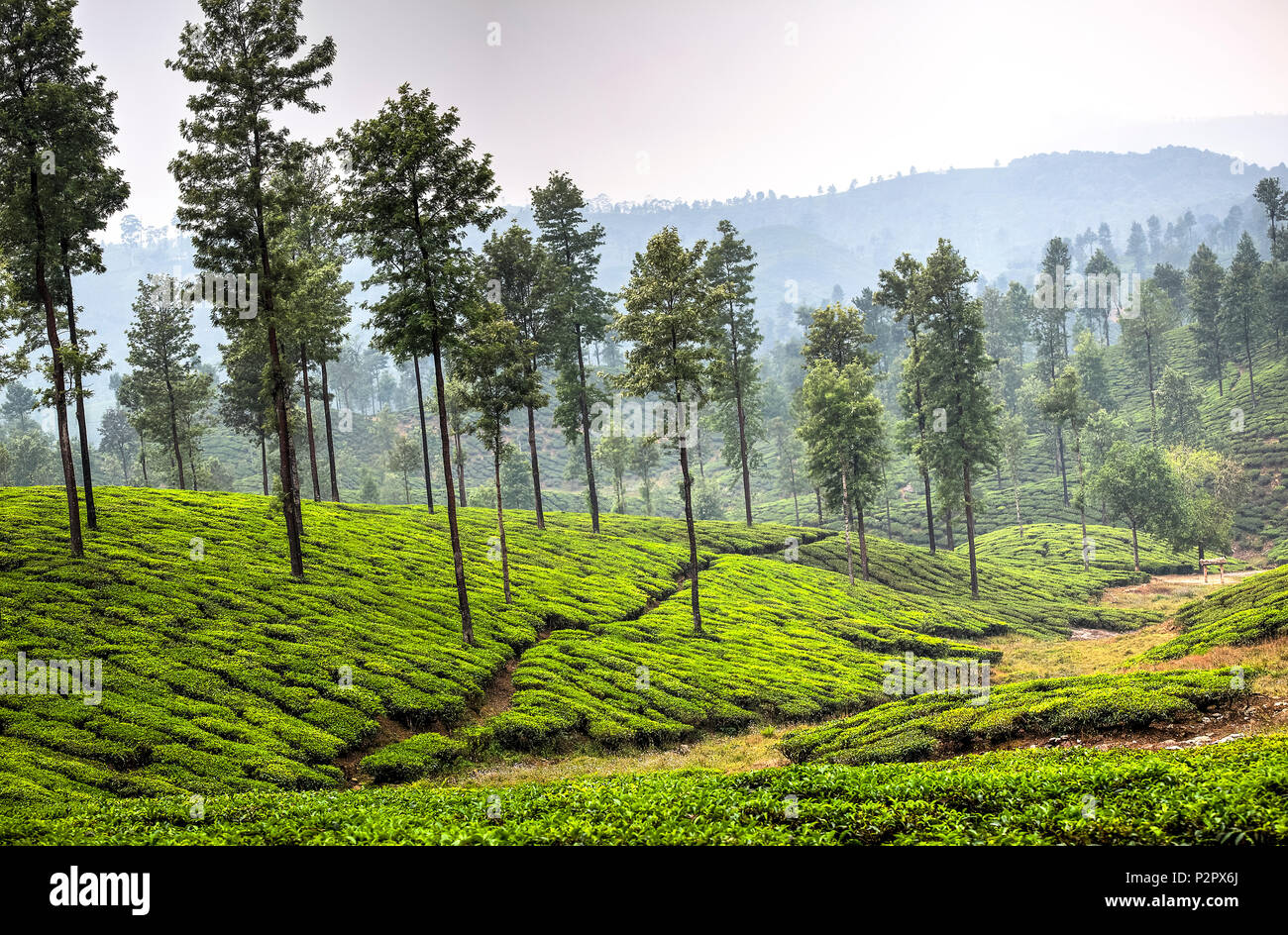 Valparai tea estate hires stock photography and images Alamy