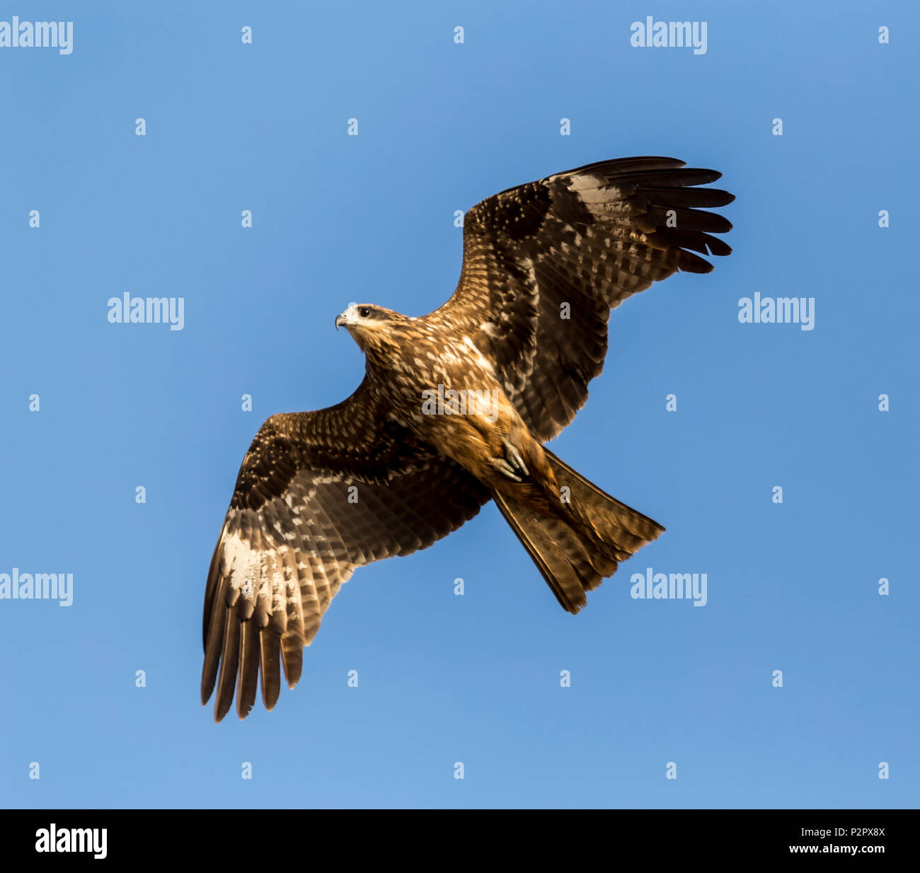 The steppe eagle - Aquila nipalensis - in flight over a beach in Goa, India Stock Photo