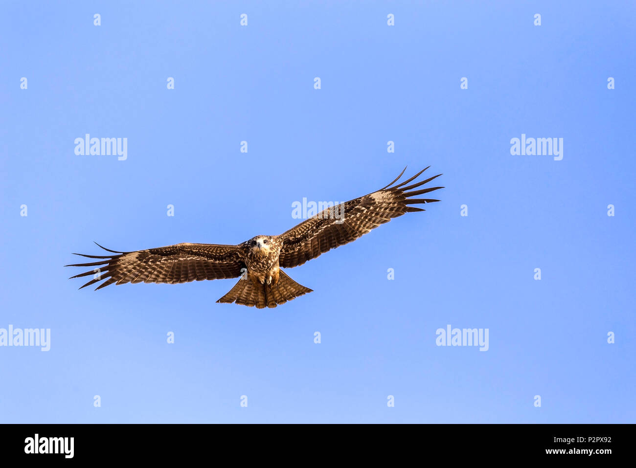 The steppe eagle - Aquila nipalensis - in flight over a beach in Goa, India Stock Photo