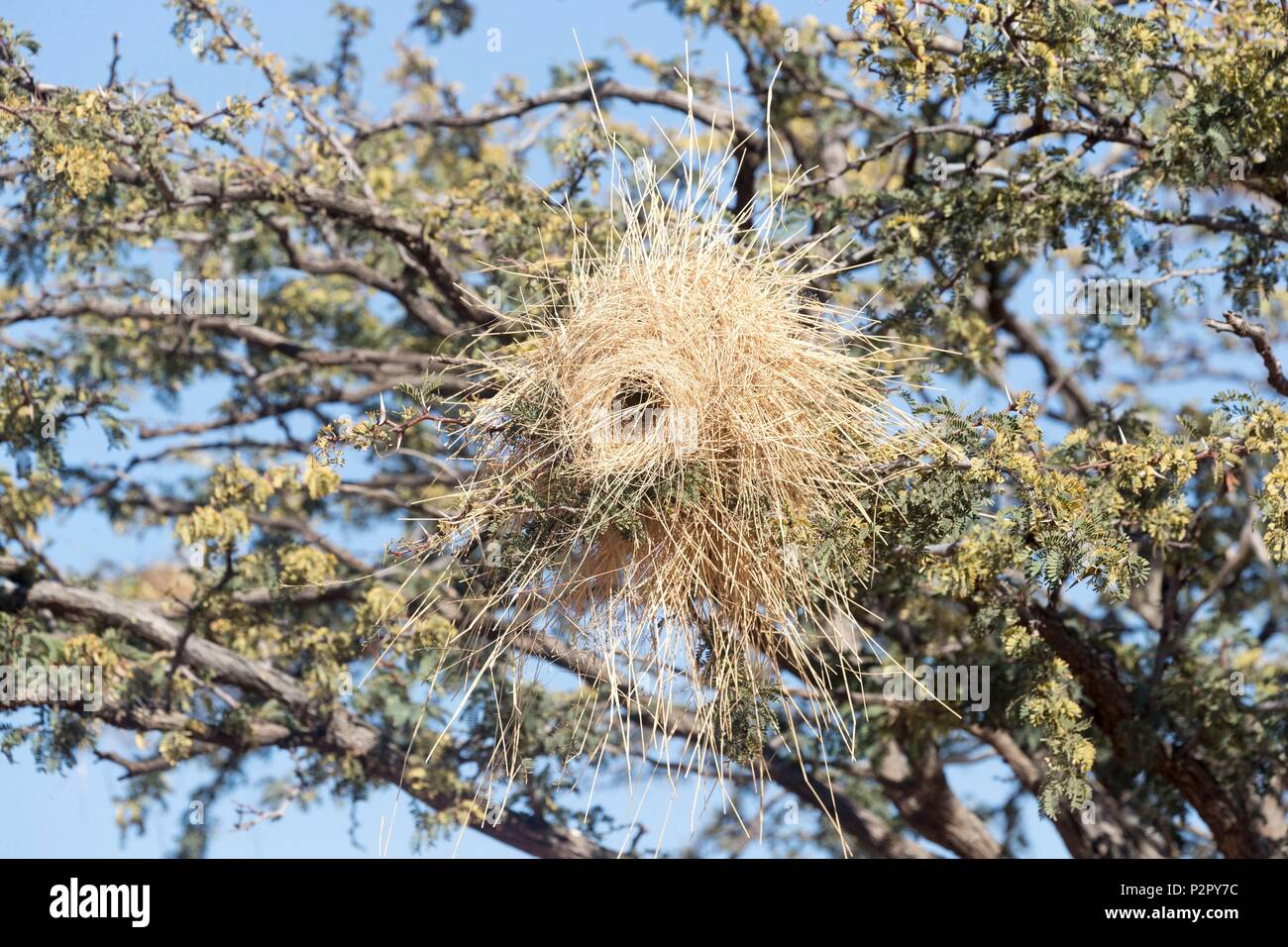 Savanna africa acacia hi-res stock photography and images - Alamy