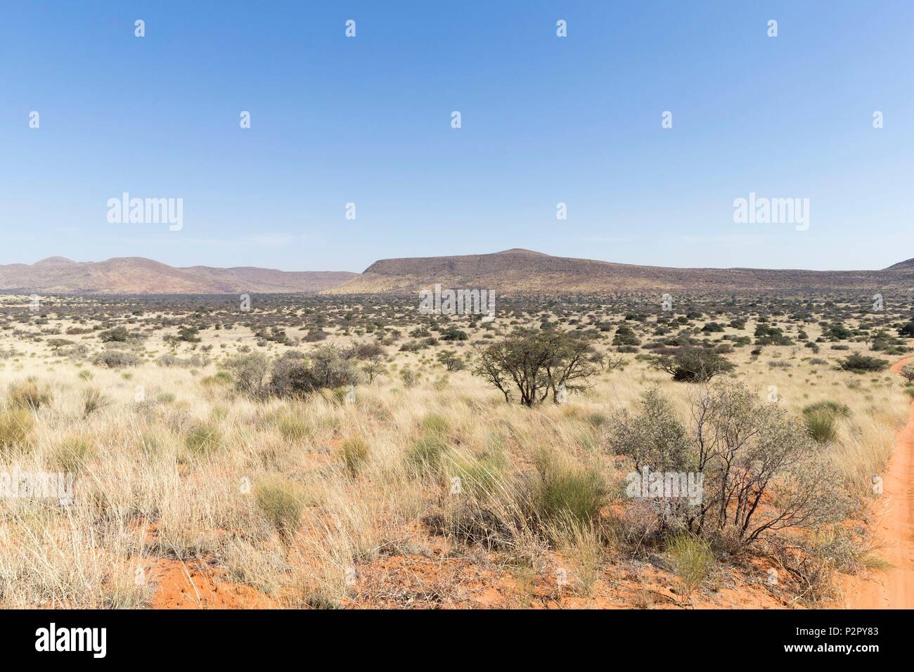 South Africa, Kalahari Desert, savannah, lanscape Stock Photo