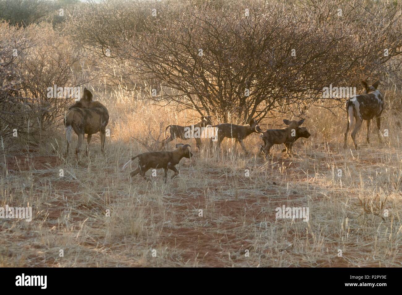 South Africa, Kalahari Desert, African wild dog or African hunting dog