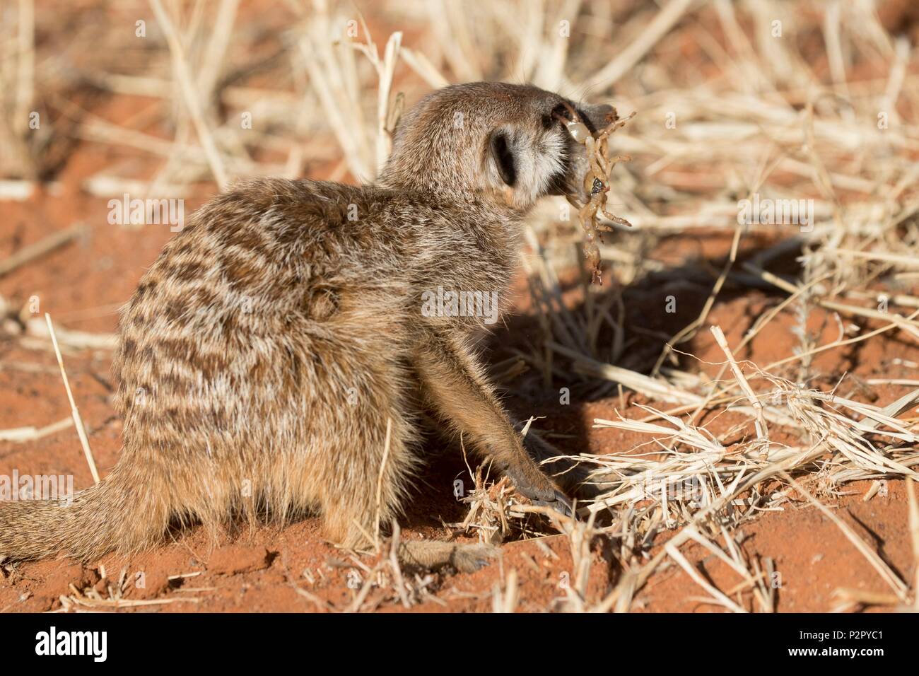 South Africa, Kalahari Desert, Meerkat or suricate (Suricata suricatta), adult eating a scorpion Stock Photo
