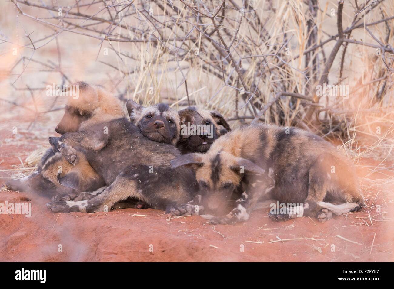 South Africa, Kalahari Desert, African wild dog or African hunting dog