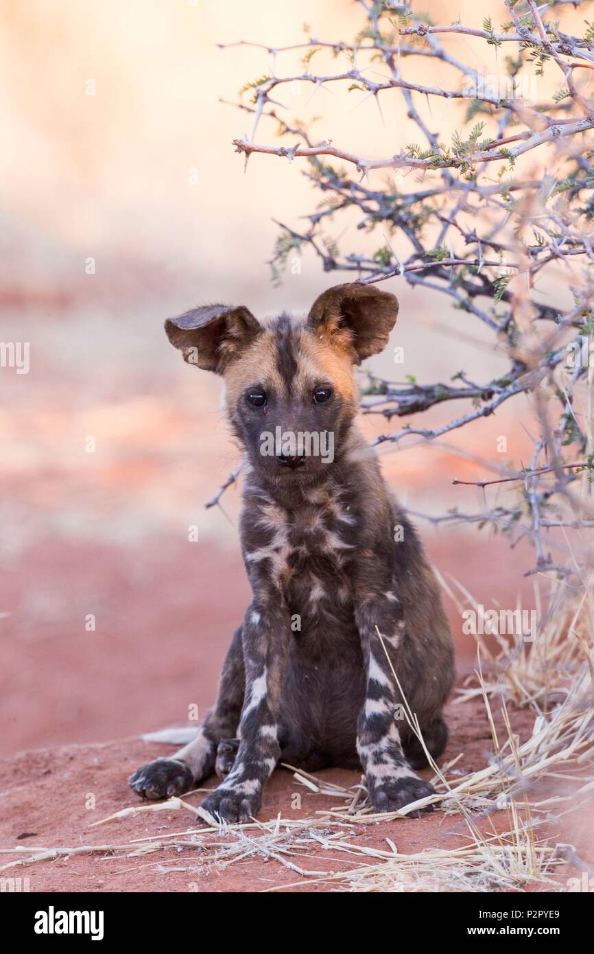 South Africa, Kalahari Desert, African wild dog or African hunting dog or African painted dog (Lycaon pictus), young Stock Photo