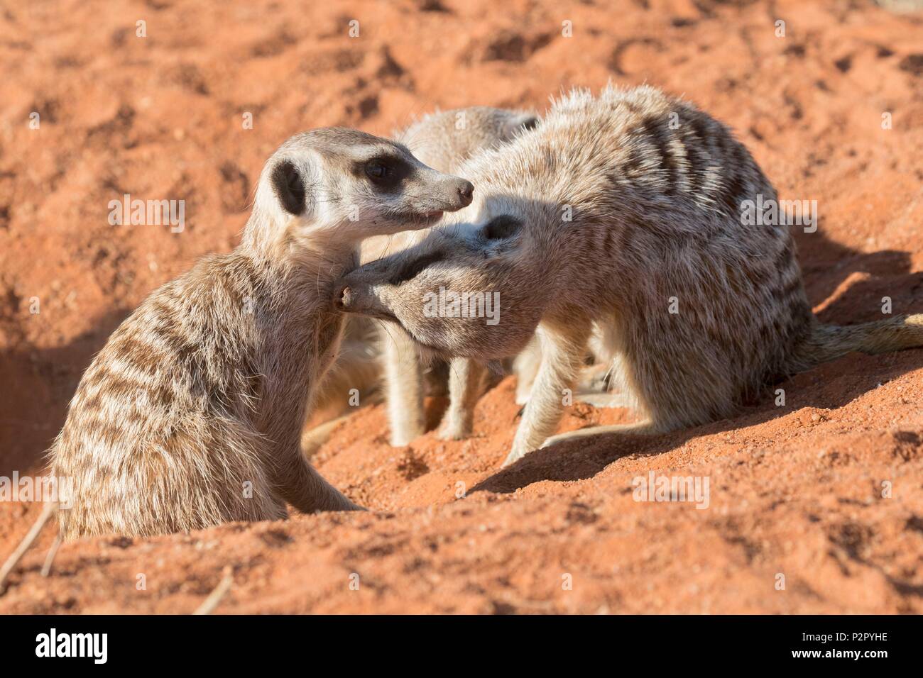 South Africa, Kalahari Desert, Meerkat or suricate (Suricata suricatta), adults, Grooming Stock Photo