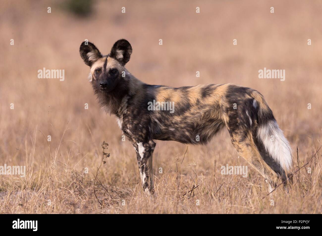 South Africa, Mala Mala game reserve, African wild dog or African
