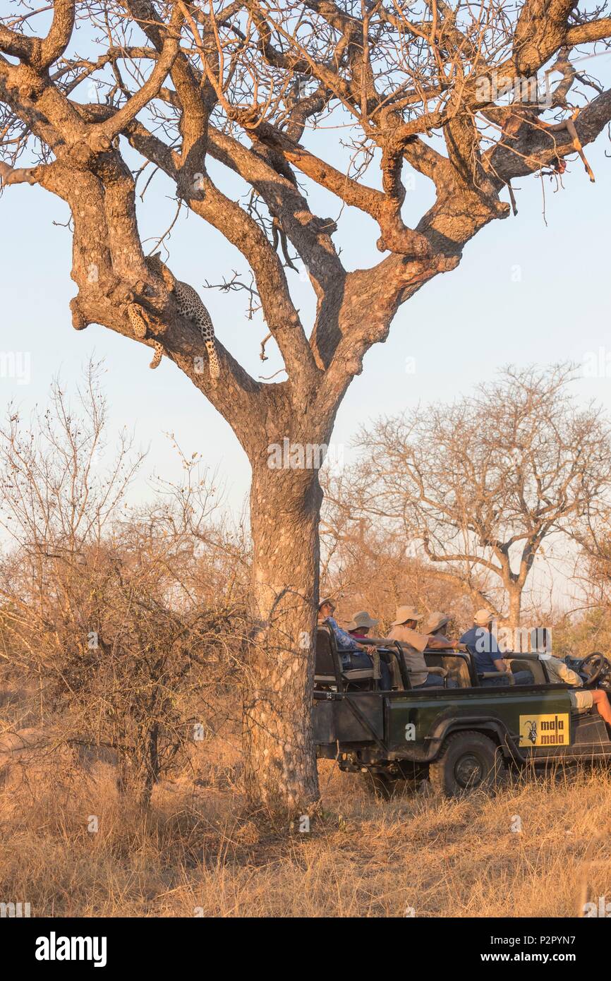 South Africa, Kalahari Desert, savannah, African Leopard (Panthera pardus pardus), resting, tourists are looking Stock Photo