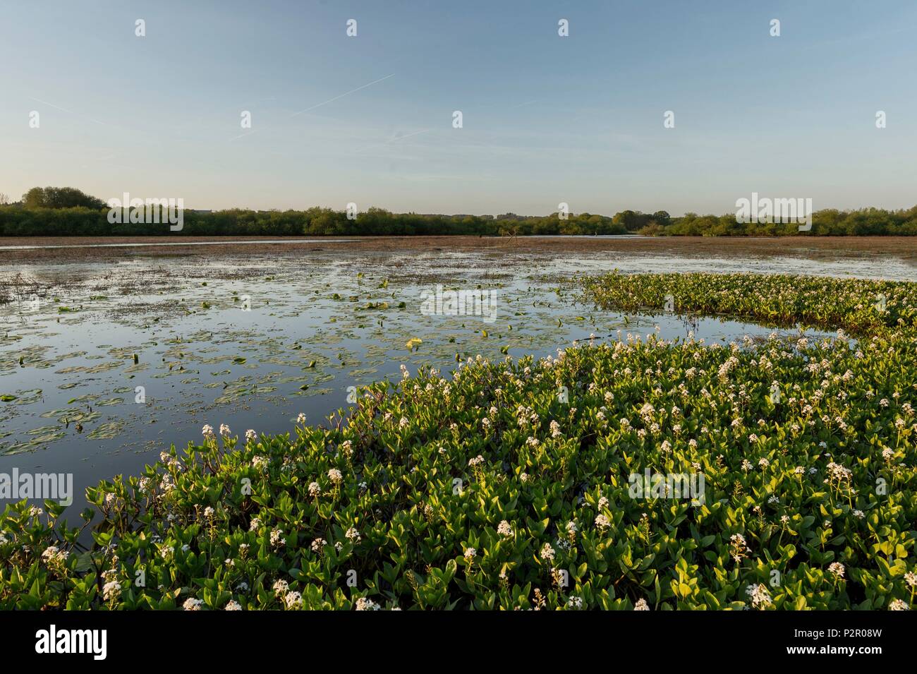 France, Morbihan, La Gacilly, Glenac marshe, water clover (Menyanthes trifoliata) Stock Photo
