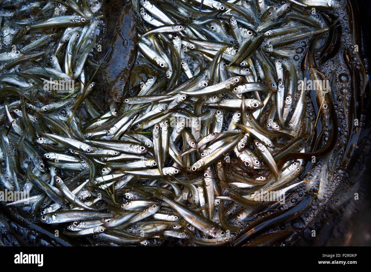 France, Aude, Gruissan, artisanal fishery, Denis Bes, fisherman, Jols fishing (atherina boyeri) in the Ayrolle ponds and the pond of Campignol Stock Photo