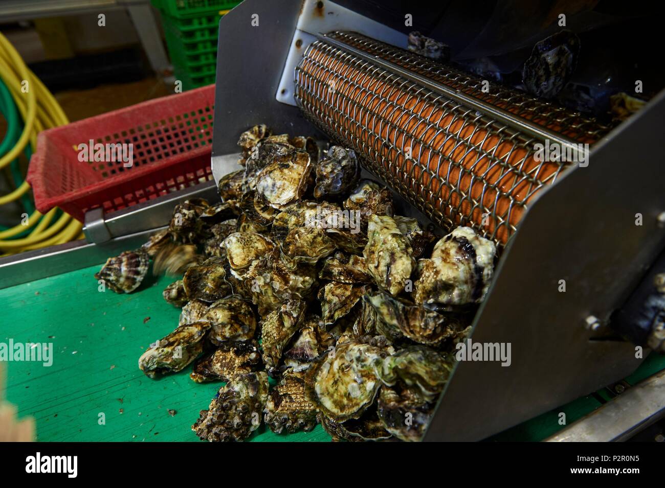 France, Herault, Marseillan, oyster farming, Tarbouriech company, oyster farming, preparation and sorting of oysters before their commercialization Stock Photo