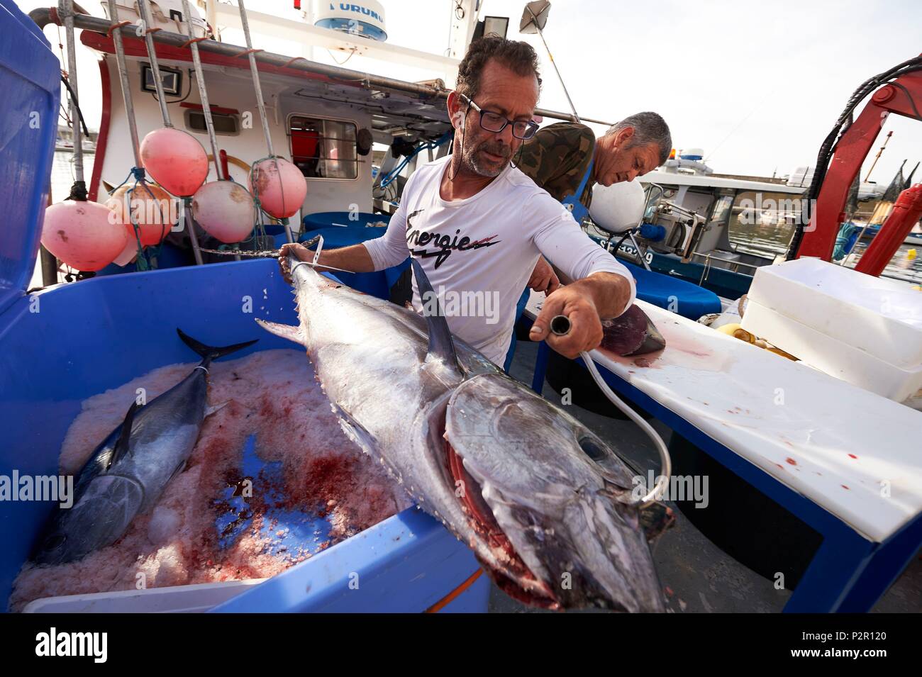 https://c8.alamy.com/comp/P2R120/france-herault-sete-arrival-of-tuna-caught-on-the-longline-P2R120.jpg