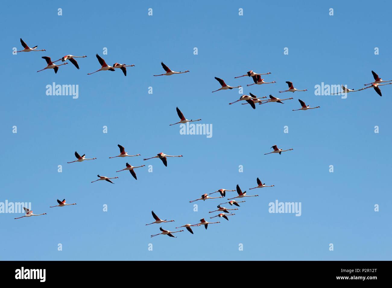 France, Aude, Gruissan, Flamingos at the pond of Campagnol Stock Photo