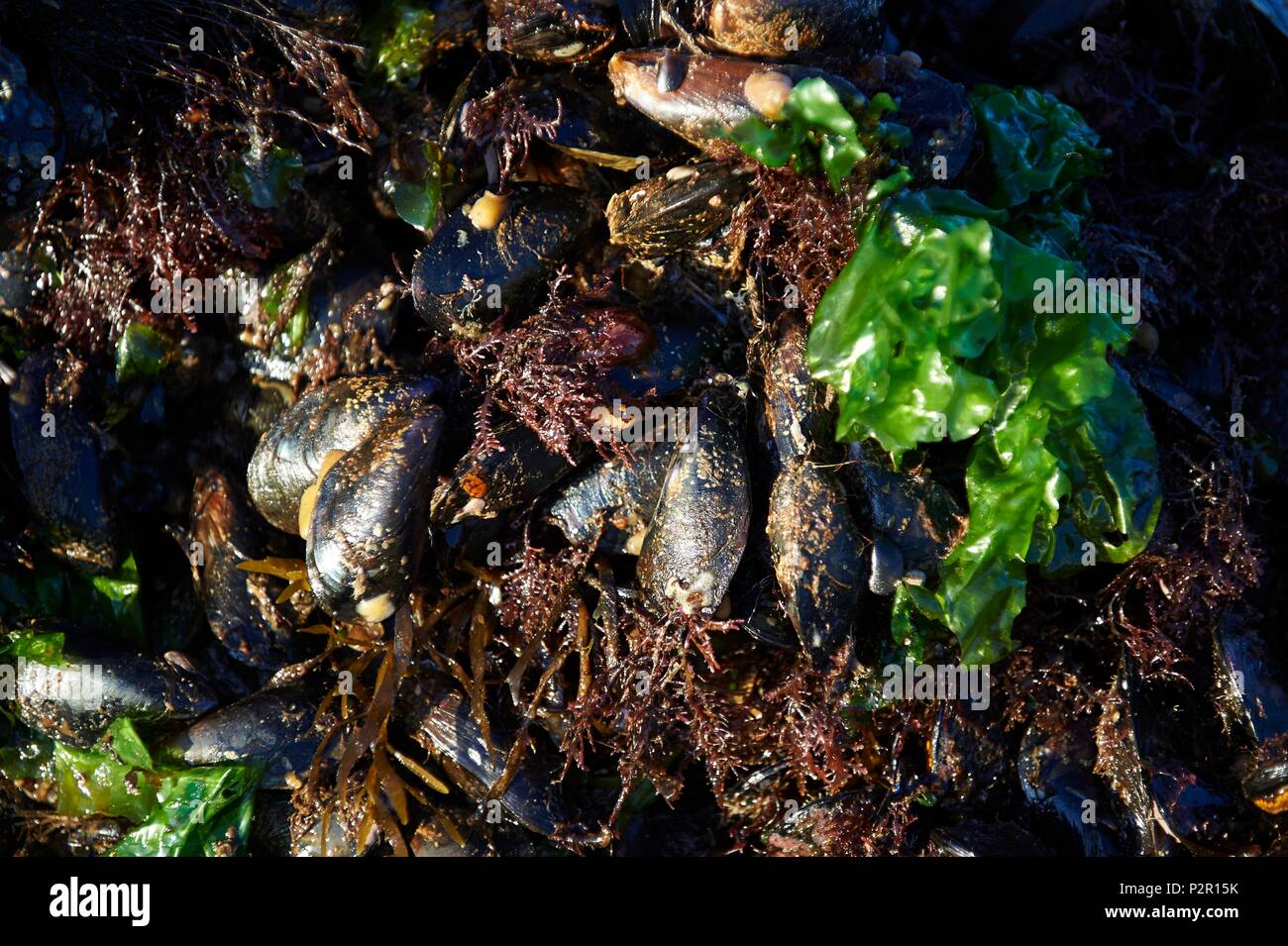 France, Herault, Marseillan, shellfish farming, Tarbouriech company, mussels farming Stock Photo