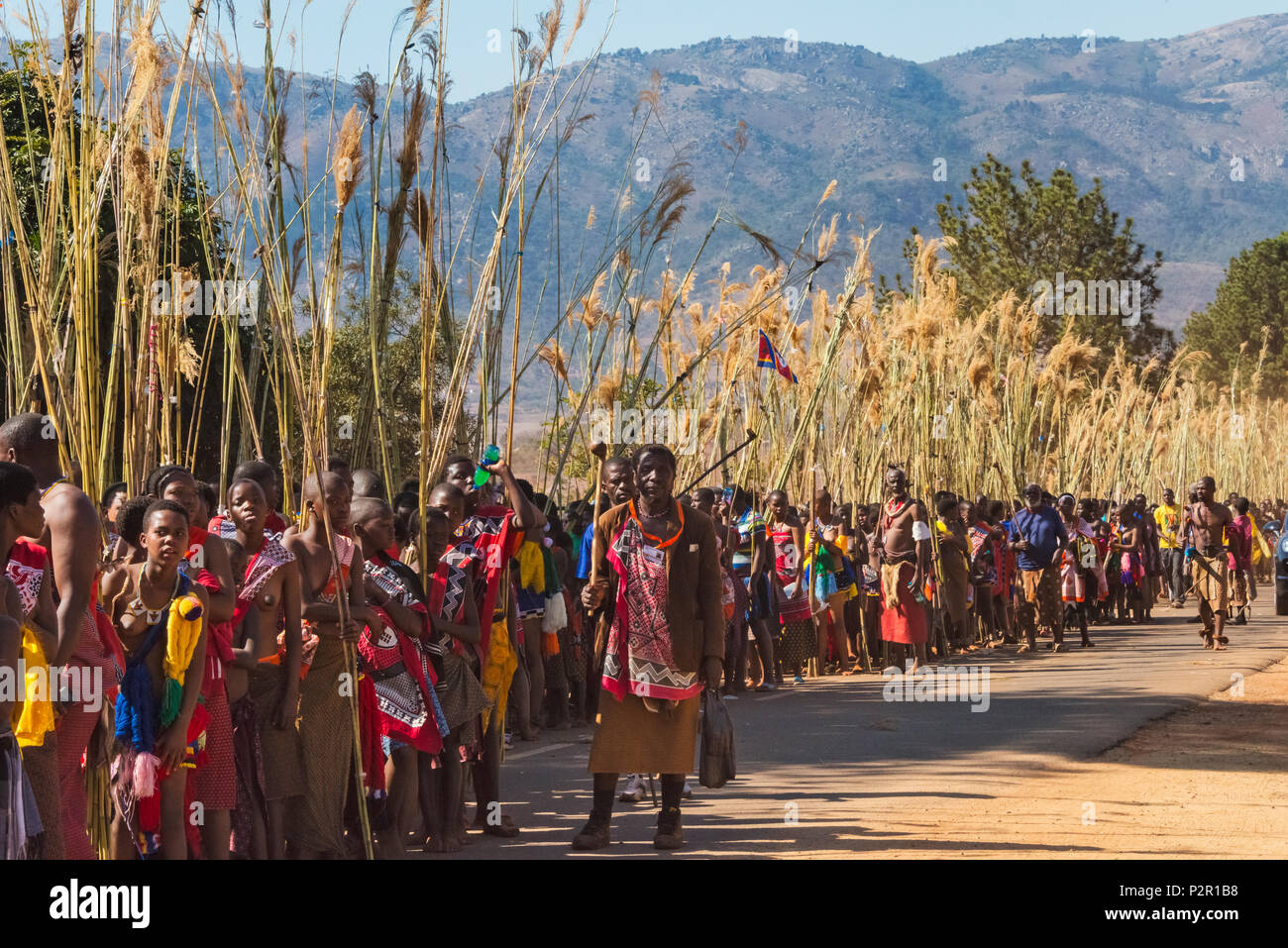 Swazi girls carrying reeds parade at Umhlanga (Reed Dance Festival), Swaziland Stock Photo