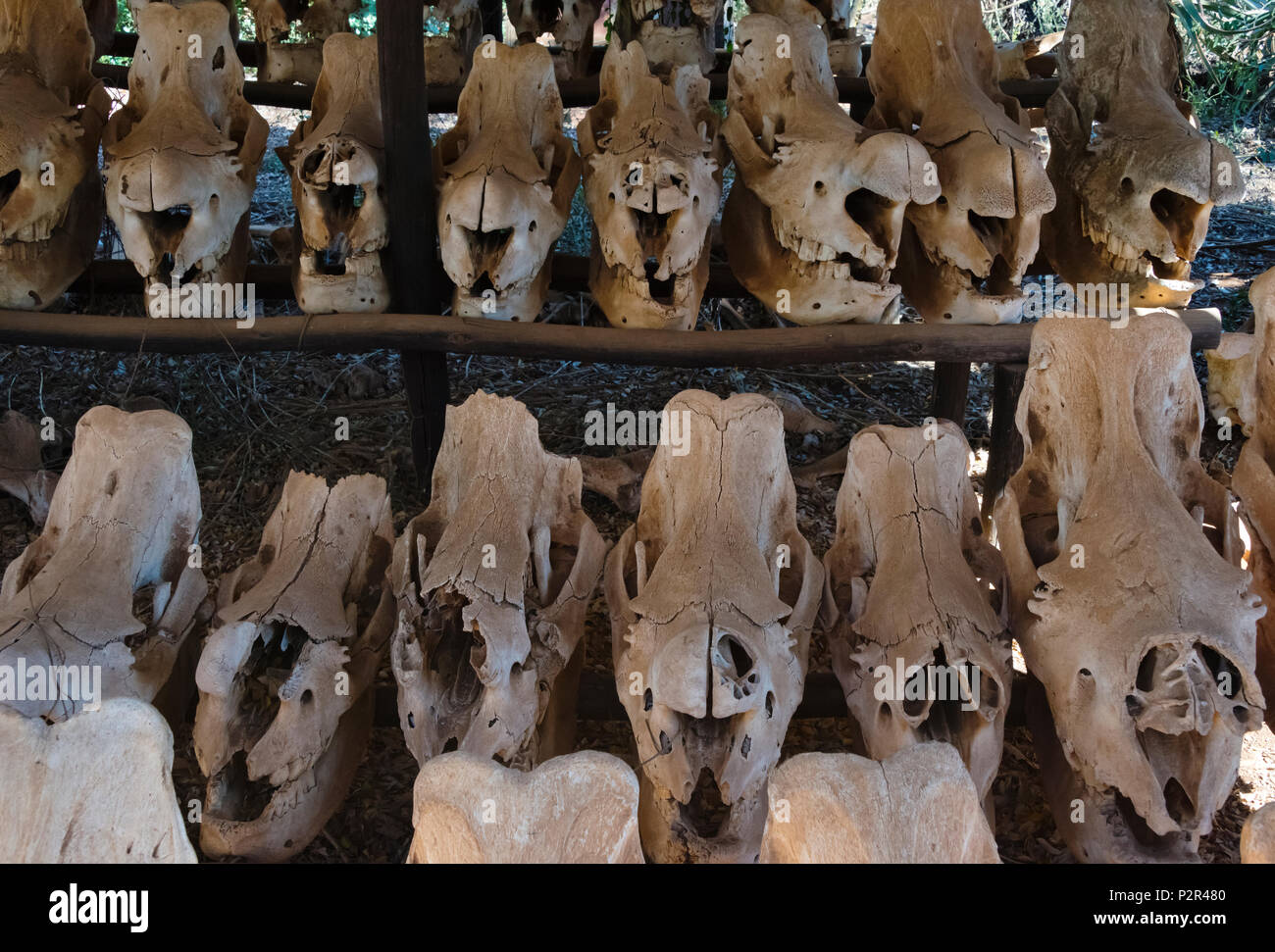 Skulls of poached White Rhinos at Mkhaya Game Reserve, Swaziland Stock Photo