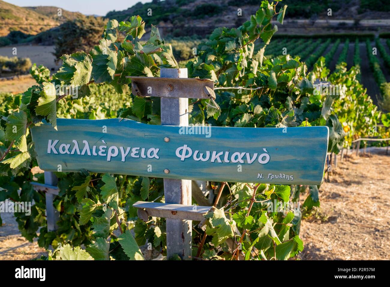 Greece, Dodecanese archipelago, Lipsi island, wine growing is a