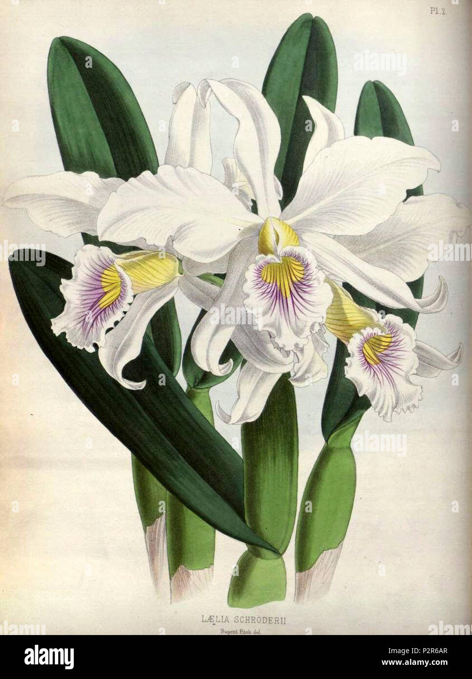 (The Orchid Album Plate 002) Laelia schroderii. Stock Photo